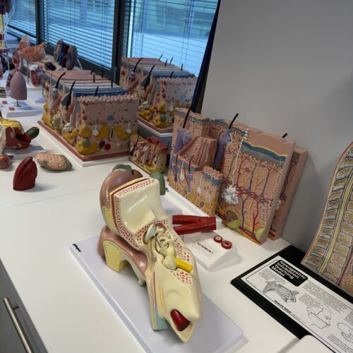 26.02.2026 r. uroczyste otwarcie nowoczesnego Centrum Symulacji Medycznej